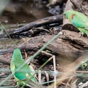 Lathamus discolor at Hackett, ACT - 2 Apr 2022