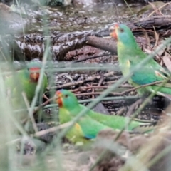 Lathamus discolor at Hackett, ACT - 2 Apr 2022