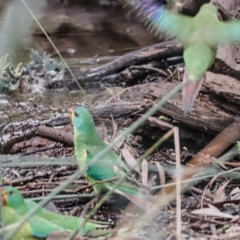 Lathamus discolor at Hackett, ACT - 2 Apr 2022