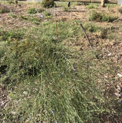 Linum marginale (Native Flax) at Flea Bog Flat to Emu Creek Corridor - 3 Apr 2022 by JohnGiacon