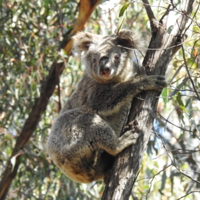 Phascolarctos cinereus (Koala) at Goulburn Mulwaree Council - 5 Apr 2022 by GlossyGal