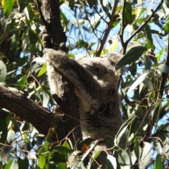 Phascolarctos cinereus at Tallong, NSW - suppressed