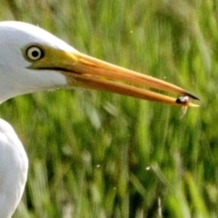 Ardea plumifera (Plumed Egret) at Fyshwick, ACT - 25 Mar 2022 by Bigfish69