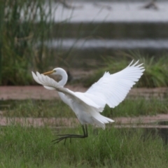 Ardea plumifera at Fyshwick, ACT - 26 Mar 2022 10:58 AM