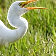 Ardea plumifera at Fyshwick, ACT - 26 Mar 2022 10:58 AM