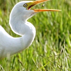 Ardea plumifera at Fyshwick, ACT - 26 Mar 2022 10:58 AM