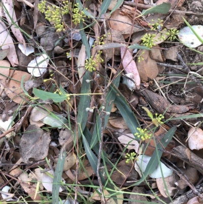 Eucalyptus radiata subsp. robertsonii (Robertson's Peppermint) at Belconnen, ACT - 3 Apr 2022 by JohnGiacon