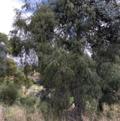 Eucalyptus radiata subsp. robertsonii at Belconnen, ACT - 3 Apr 2022 02:27 PM