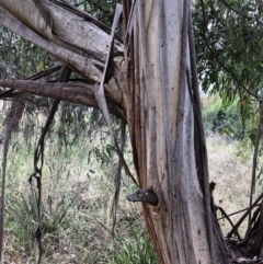 Eucalyptus radiata subsp. robertsonii at Belconnen, ACT - 3 Apr 2022 02:27 PM