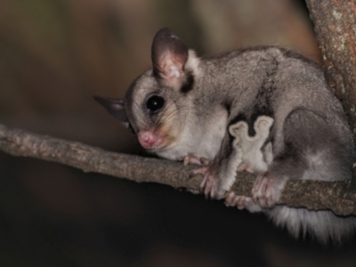 Petaurus notatus (Krefft’s Glider, formerly Sugar Glider) at Hackett, ACT - 12 Mar 2022 by Bigfish69