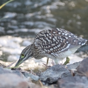 Nycticorax caledonicus at Giralang, ACT - 11 Mar 2022 05:08 PM