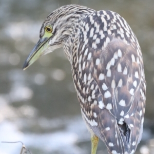 Nycticorax caledonicus at Giralang, ACT - 11 Mar 2022 05:08 PM