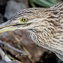 Nycticorax caledonicus at Giralang, ACT - 11 Mar 2022 05:08 PM