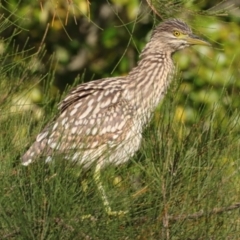 Nycticorax caledonicus at Giralang, ACT - 11 Mar 2022 05:08 PM