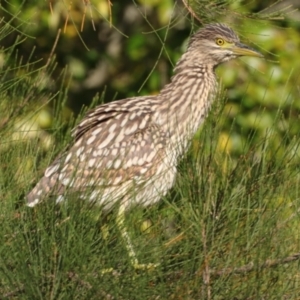 Nycticorax caledonicus at Giralang, ACT - 11 Mar 2022 05:08 PM