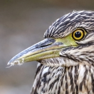 Nycticorax caledonicus at Giralang, ACT - 11 Mar 2022 05:08 PM