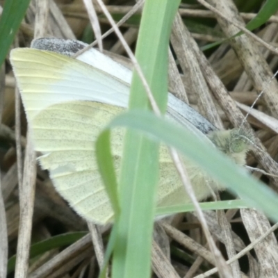 Pieris rapae (Cabbage White) at Emu Creek - 3 Apr 2022 by JohnGiacon