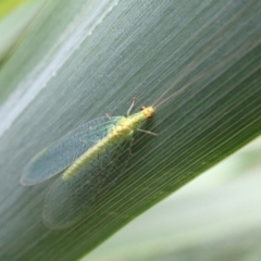 Apertochrysa edwardsi (A Green Lacewing) at Murrumbateman, NSW - 7 Apr 2022 by SimoneC