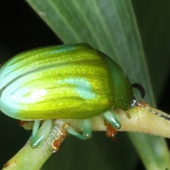 Calomela pallida at Ainslie, ACT - 4 Apr 2022 06:09 PM