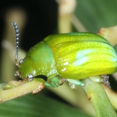 Calomela pallida at Ainslie, ACT - 4 Apr 2022 06:09 PM