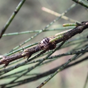 Orcus bilunulatus at Murrumbateman, NSW - 7 Apr 2022