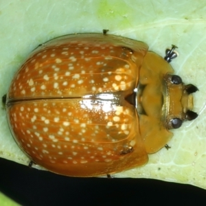 Paropsisterna cloelia at Ainslie, ACT - 4 Apr 2022