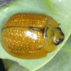 Paropsisterna cloelia at Ainslie, ACT - 4 Apr 2022