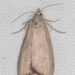 Callionyma sarcodes (A Galleriinae moth) at Melba, ACT - 21 Feb 2022 by kasiaaus