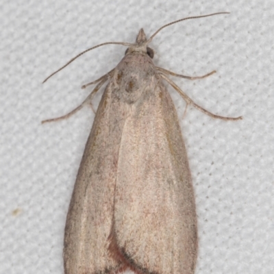 Callionyma sarcodes (A Galleriinae moth) at Melba, ACT - 21 Feb 2022 by kasiaaus