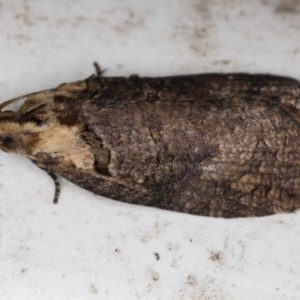 Cryptoptila australana at Melba, ACT - 21 Feb 2022