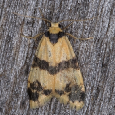 Thallarcha chrysochares (Tiger Footman) at Melba, ACT - 22 Feb 2022 by kasiaaus