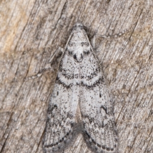 Heteromicta pachytera at Melba, ACT - 22 Feb 2022