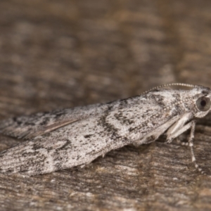 Heteromicta pachytera at Melba, ACT - 22 Feb 2022 12:16 AM