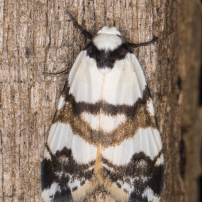 Thallarcha albicollis (Crossed Footman) at Melba, ACT - 22 Feb 2022 by kasiaaus