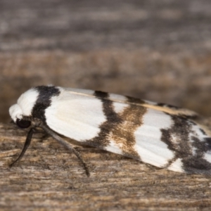 Thallarcha albicollis at Melba, ACT - 22 Feb 2022