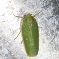 Anabunda retortinervis (Fungus bug) at Melba, ACT - 22 Feb 2022 by kasiaaus