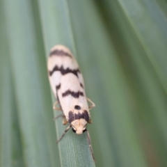 Tigrioides alterna (Alternating Footman) at Murrumbateman, NSW - 7 Apr 2022 by SimoneC