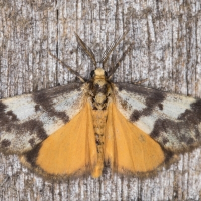 Anestia (genus) (A tiger moth) at Melba, ACT - 22 Feb 2022 by kasiaaus