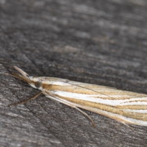 Hednota species near grammellus at Melba, ACT - 22 Feb 2022