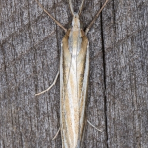 Hednota species near grammellus at Melba, ACT - 22 Feb 2022 10:41 PM