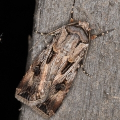 Agrotis munda (Brown Cutworm) at Melba, ACT - 22 Feb 2022 by kasiaaus