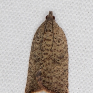 Meritastis (genus) at Melba, ACT - 22 Feb 2022