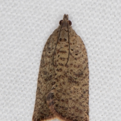 Meritastis (genus) (A Bell moth (Tortricinae)) at Melba, ACT - 22 Feb 2022 by kasiaaus