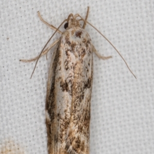 Oecophoridae (family) at Melba, ACT - 22 Feb 2022