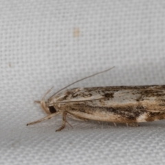 Oecophoridae (family) at Melba, ACT - 22 Feb 2022 10:44 PM