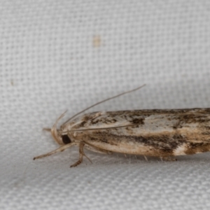 Oecophoridae (family) at Melba, ACT - 22 Feb 2022 10:44 PM