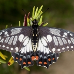 Papilio anactus at Melba, ACT - 23 Feb 2022