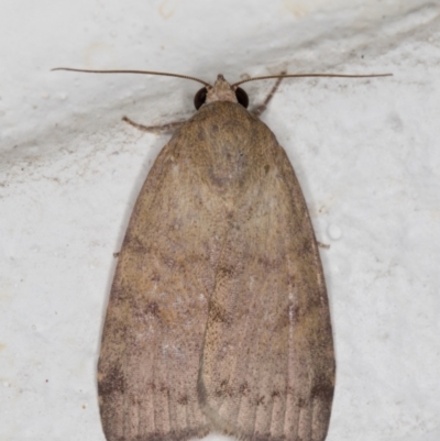 Austrocarea iocephala (Broad-headed Moth) at Melba, ACT - 23 Feb 2022 by kasiaaus