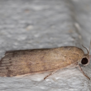 Austrocarea iocephala at Melba, ACT - 23 Feb 2022