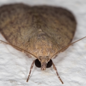 Austrocarea iocephala at Melba, ACT - 23 Feb 2022